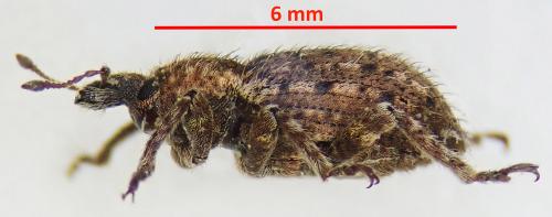 Brachypera crinita